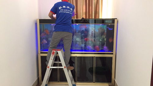 深圳羅湖區(qū)魚缸護(hù)理與寵物相關(guān)服務(wù)指南 從專業(yè)護(hù)理到安心搬家